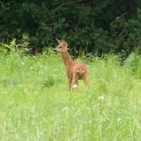 Maison Renovee En Pleine Campagne Avec Terrain, Terrasse Et Equipements Familiaux - Fr-1-426-157