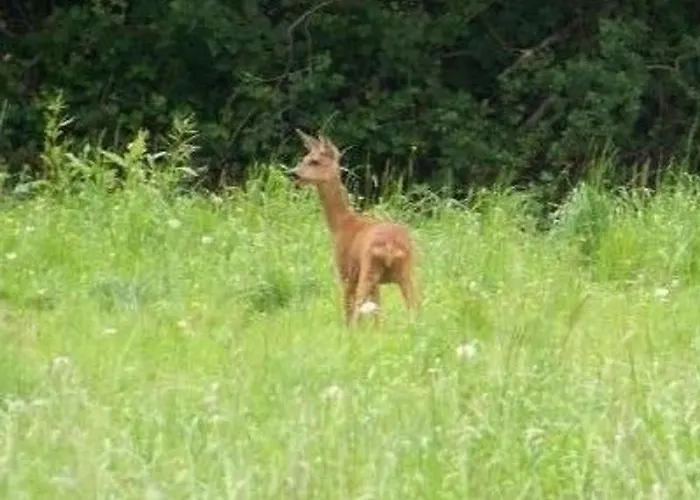 Maison Renovee En Pleine Campagne Avec Terrain, Terrasse Et Equipements Familiaux - Fr-1-426-157